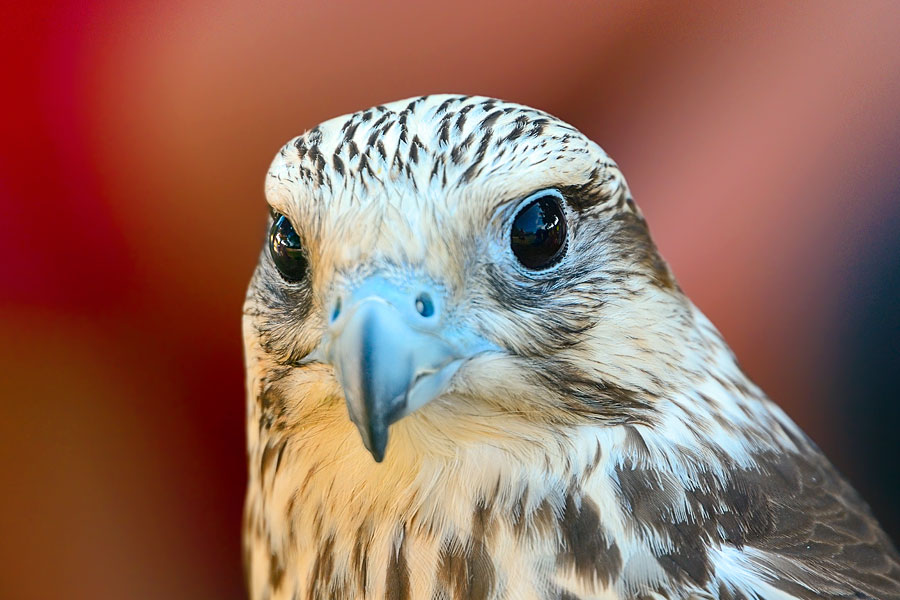 beauty of falcon